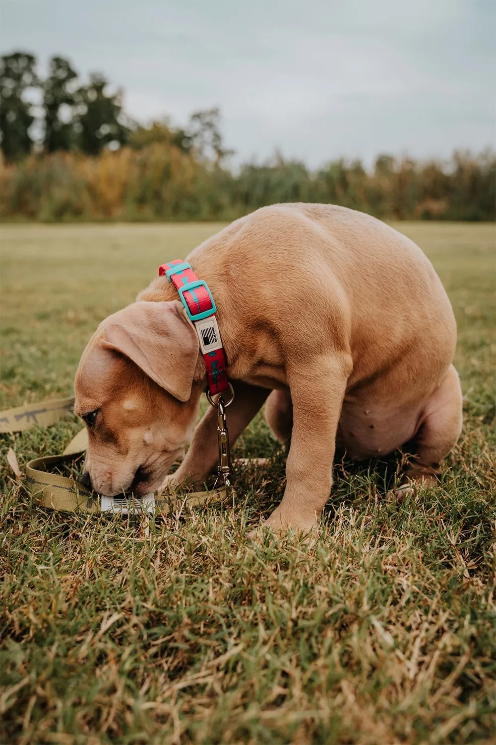 Nine Line Dog Collar Collection