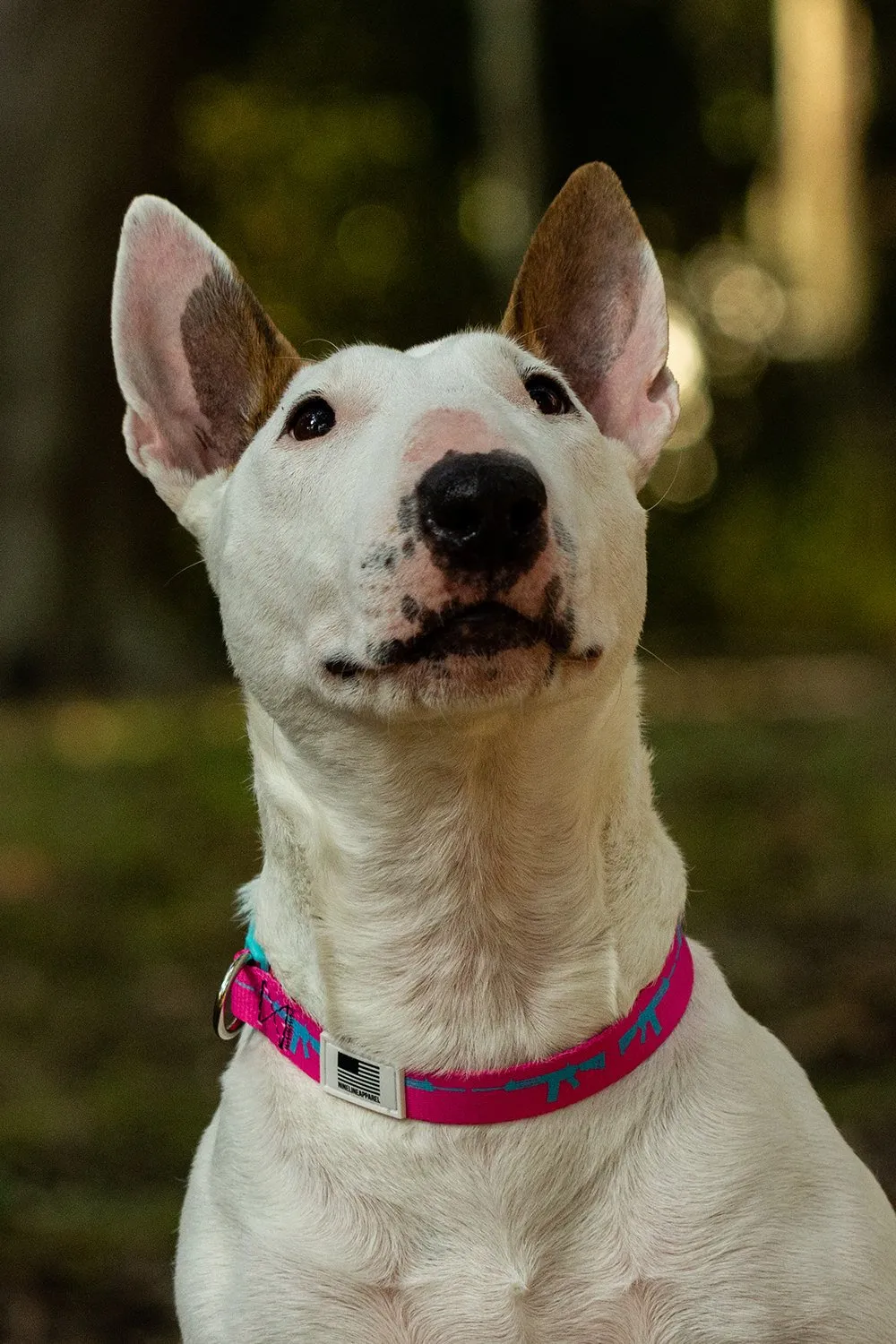 Nine Line Dog Collar Collection