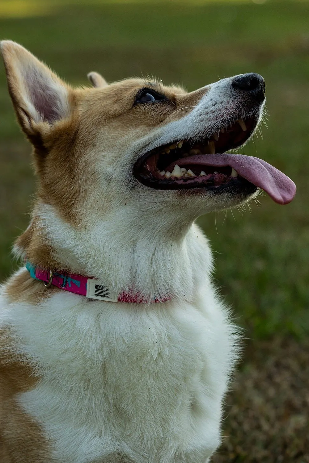 Nine Line Dog Collar Collection