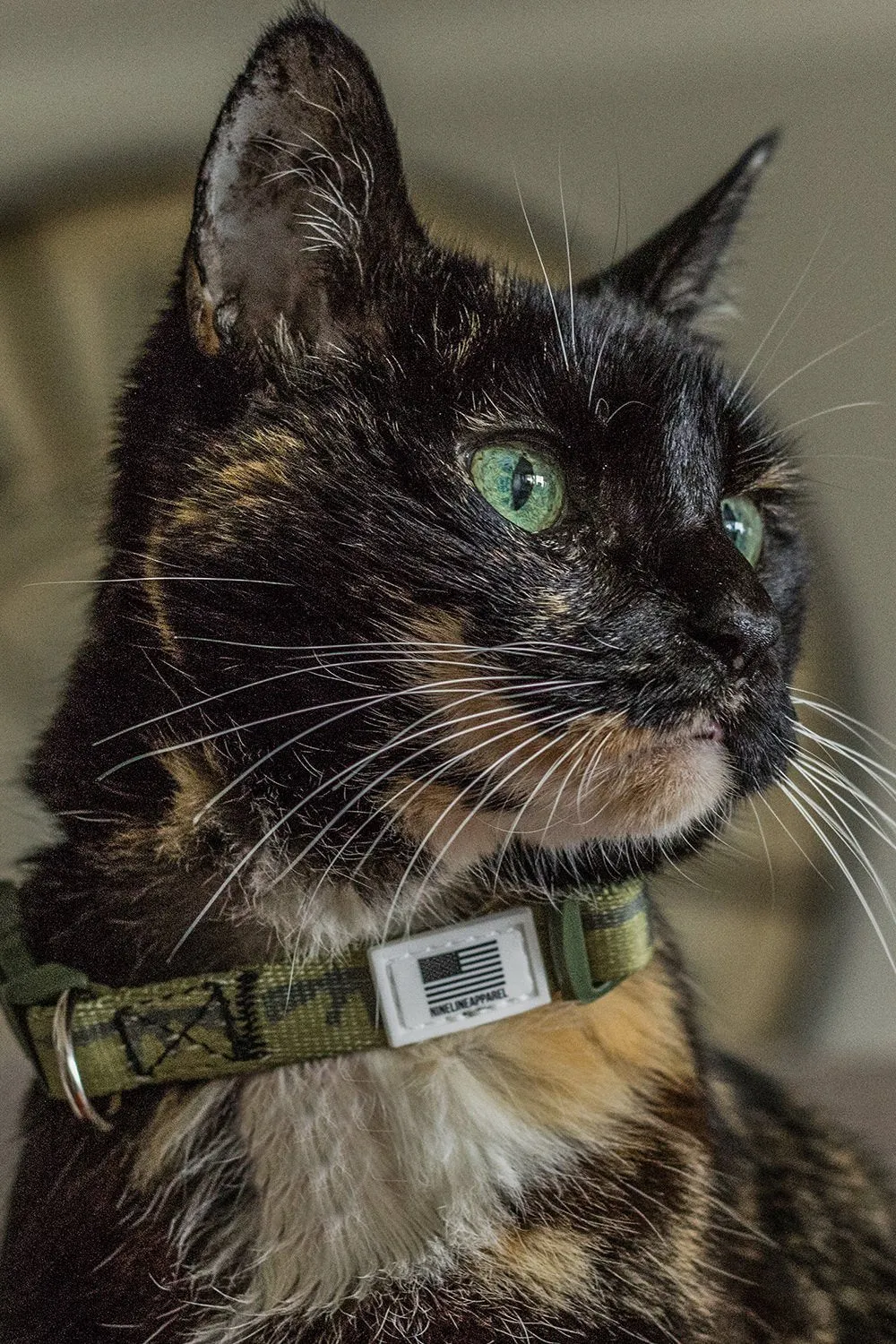 Nine Line Dog Collar Collection