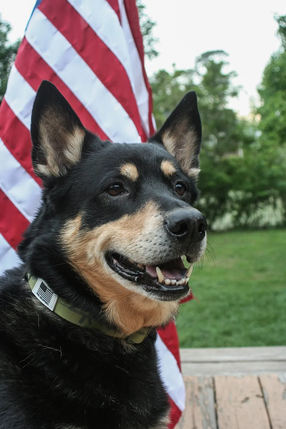 Nine Line Dog Collar Collection