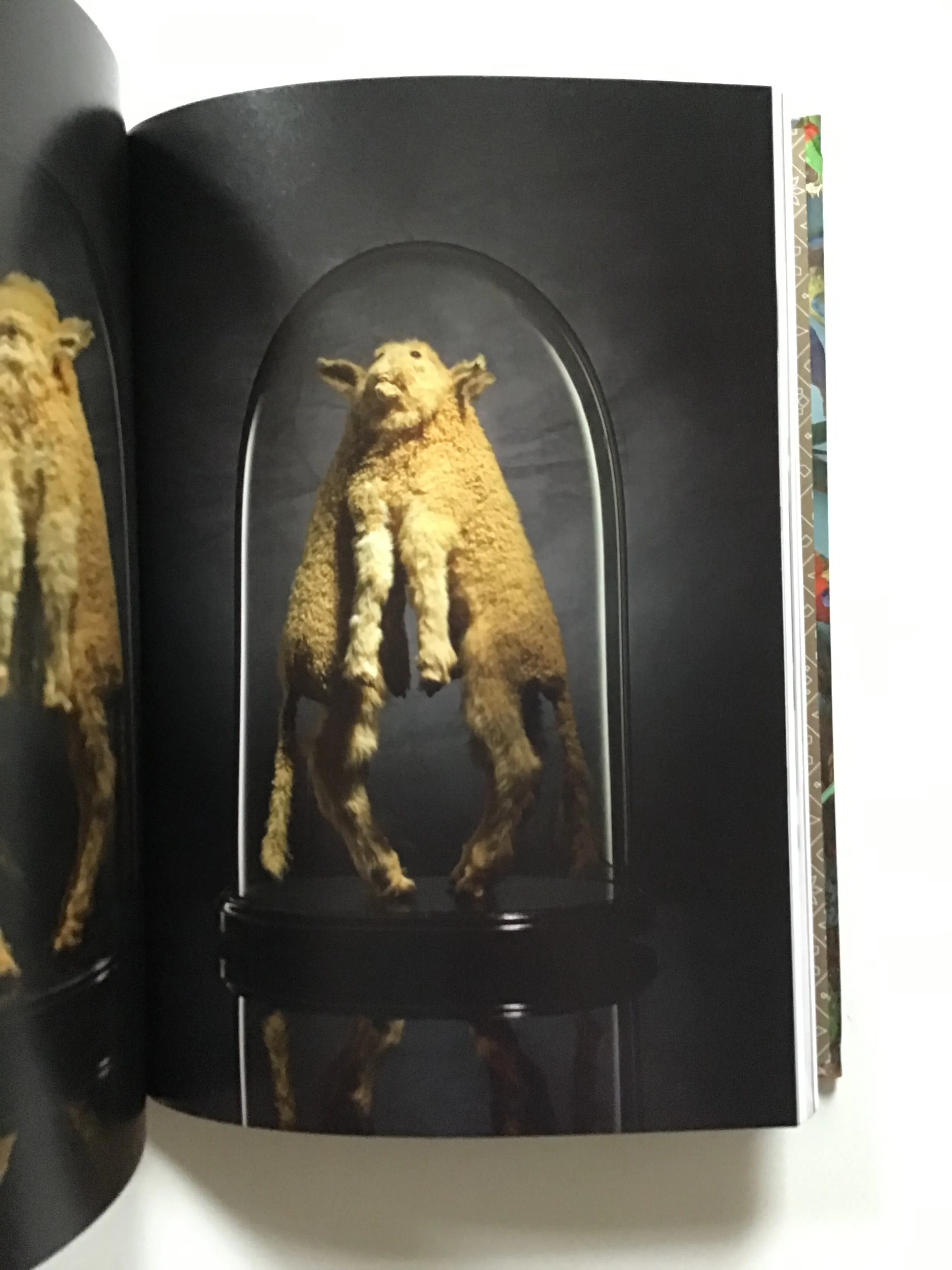 Taxidermy