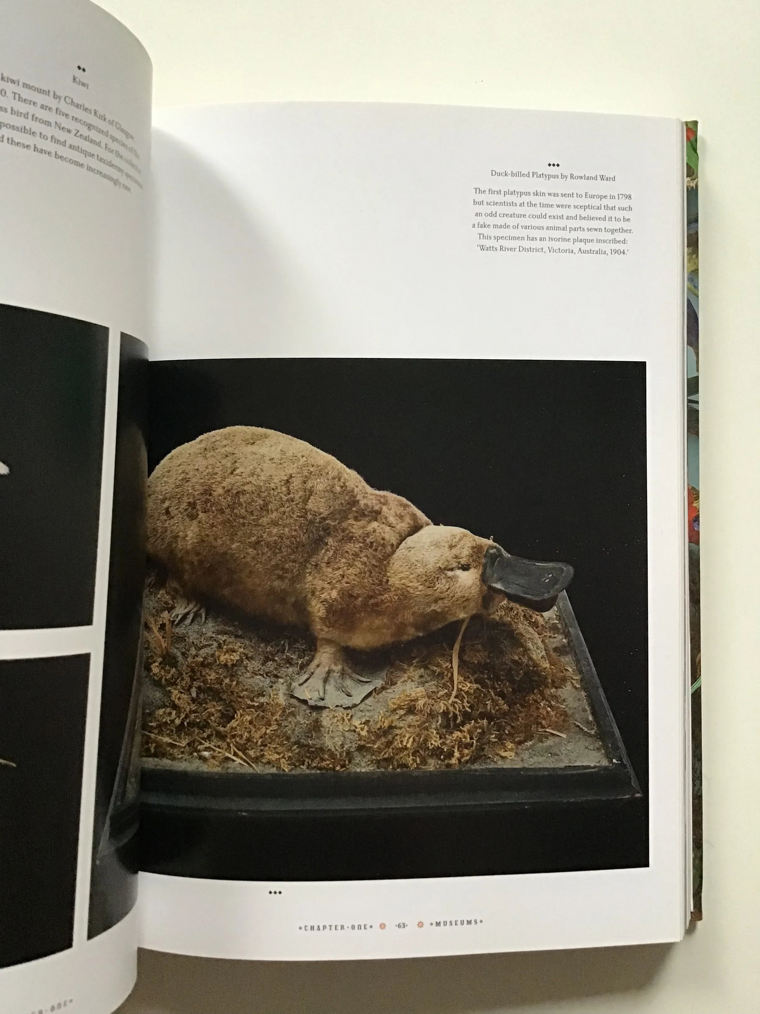 Taxidermy