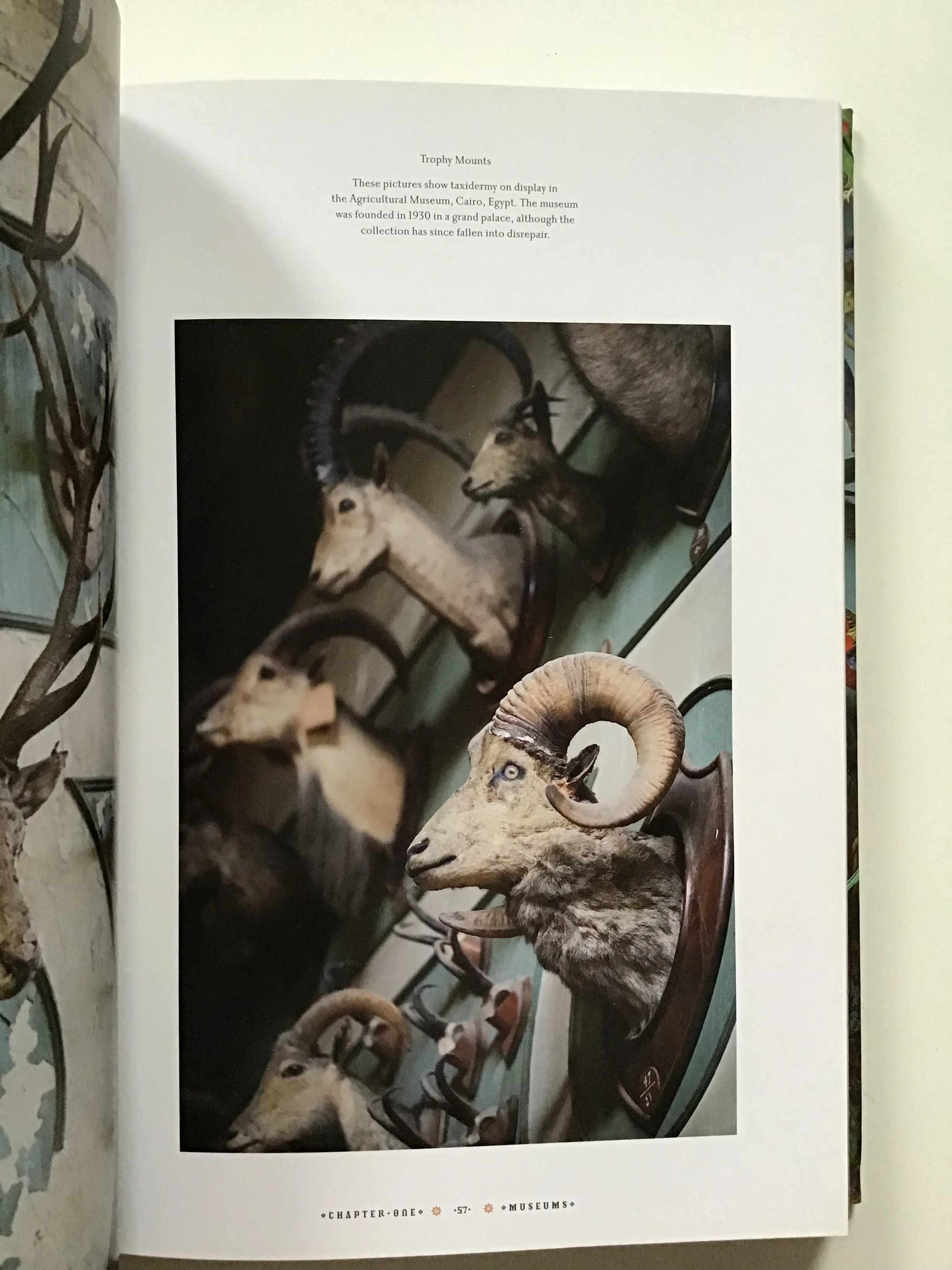 Taxidermy