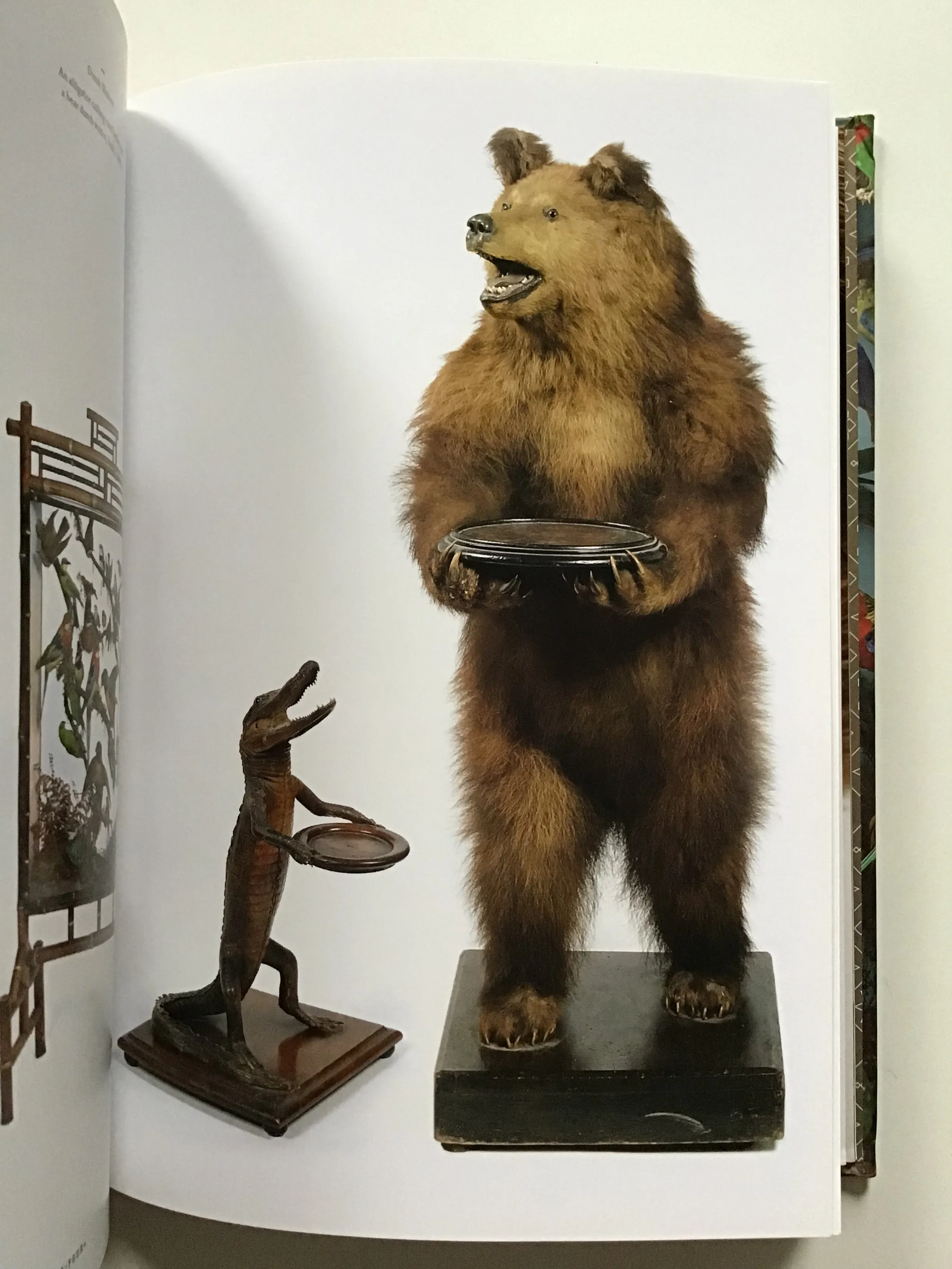 Taxidermy